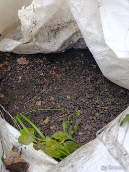 Střešní substrát - 5