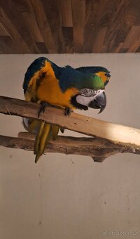 Ara Ararauna 1.0 - 5