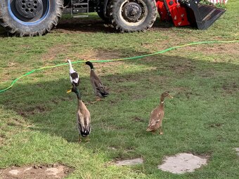 Indičtí běžci - 5