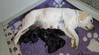 Černá štěňátka labradora s PP - 5