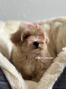 Maltipoo Caramel, fenka NANA - 5