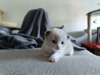Ragdoll čistokrevná koťata bez papírů - 5