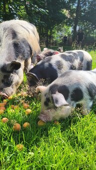 Prodám sele Kune Kune - 5
