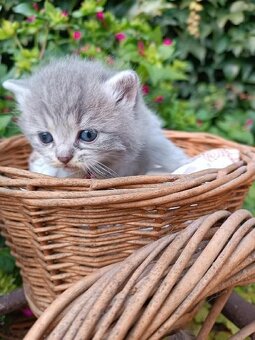 Britská koťata - 5