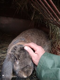 Francouzský beran - 5