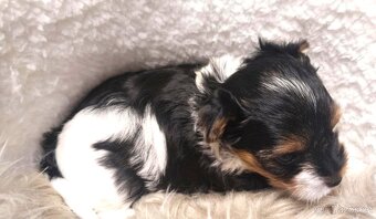 Biewer a black and tan Yorkshire Terrier s rodokmenem PP - 5