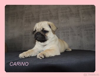 MOPS s PP. - 5