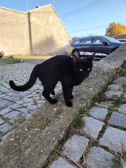 Daruji dva kocourky - 5