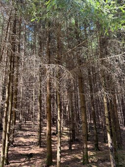 Prodám lesní pozemky v k.ú. Nesměň u Ločenic - 5