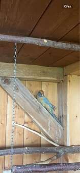 Rosela penant samice rok 2025 - 5