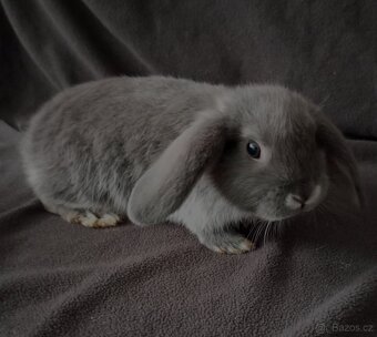 Zakrslý beránek králíček - 5