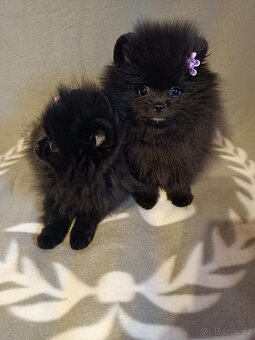 Pomeranian vč PP - 5