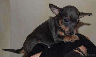 Pražský krysařík - 5