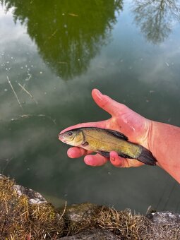 Prodej kapra štiky lína bílé ryby - 5