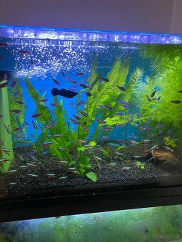 Akvarijni rybičky - 5