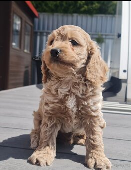 Cockapoo Cavapoo Maltipoo pudel - 5