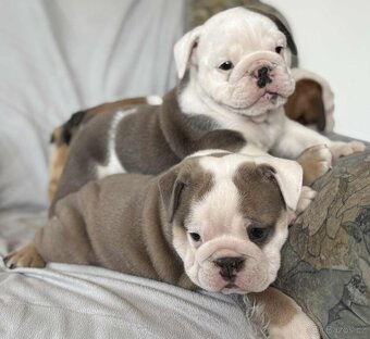 Anglicky Bulldog - 5