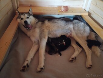 Sibiřský husky štěňata - 5