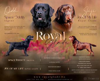 Labrador retriever - krásná čokoládová a černá štěňátka s PP - 5