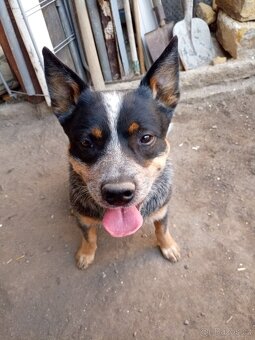 Australský honácký pes - 5