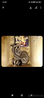 Vakoveverky + vybaveni - 5