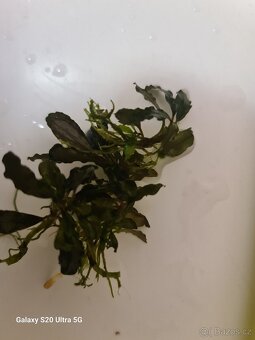 Akvarijní rostliny - 5
