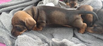 Jezevčík drsnosrstý - 5