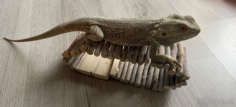 Agama vousatá - samci - 5