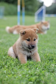Shiba inu s PP - 5