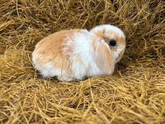 Mini lop zakrslí beránci - 5