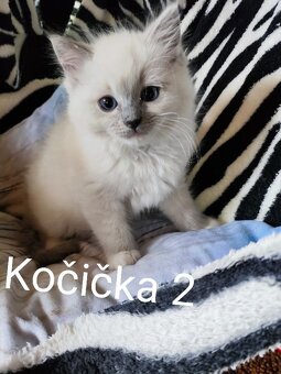 Ragdoll koťátka bez PP - 5