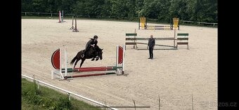 Sportovní pony kobylka parkur/drezura - 5