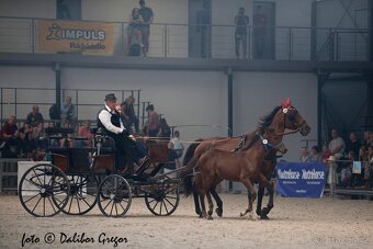 Hřebec 7 měsíců- Moravský Teplokrevník - 5