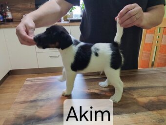 Hladkosrstý foxteriér - 5