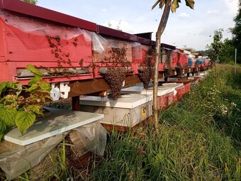 Vyzimovaná včelstva, vyzimované oddělky, langstroth 2/3 - 5