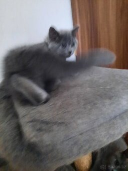 poslední britské kotě bez PP. - 5