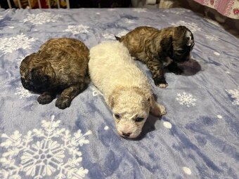 Boloňský psík bez PP - 5