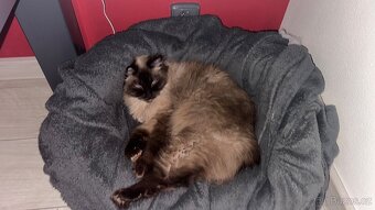 kocour Ragdoll - 5