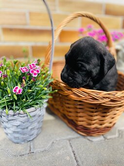 Cane Corso - 5