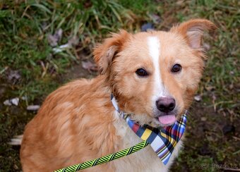 GOLDY K ADOPCI - HRAVÉ, NEPOSEDNÉ, MILÉ ŠTĚNĚ - 5