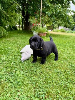 Labrador , Labradorský retriever s PP - 5