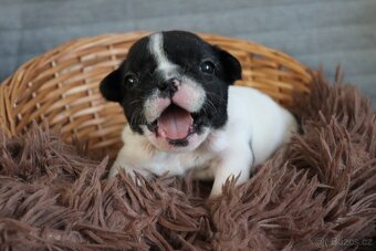 Francouzský buldoček s PP - 5