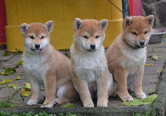Shiba inu s PP /FCI / - 5