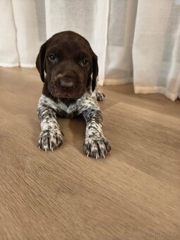 Pes německý krátkosrstý ohař - 5