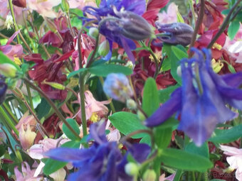 Orlíček květina - 5