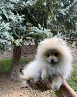 Pomeranian - 5
