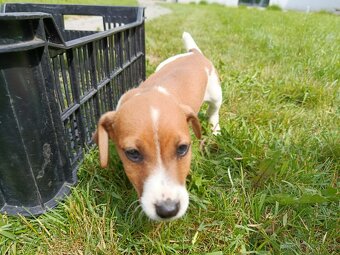 Štěňátka Jack Russell teriér - 5