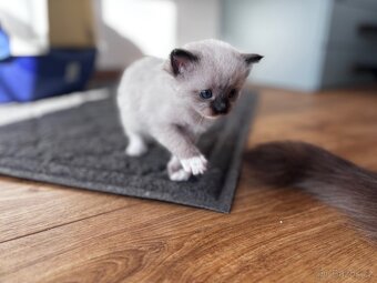 Ragdoll koťata koucourci - 5