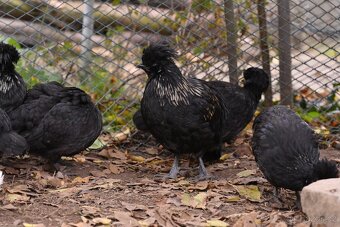 Minikříženci (zHol-He) pro radost na zahradu i vejce - 5
