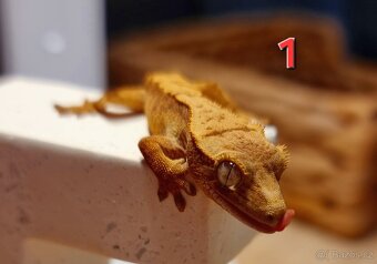 Pagekon řasnatý - 5